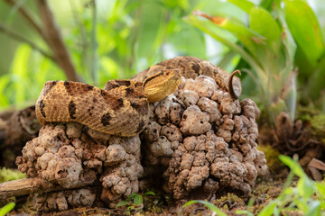 Central American jumping pitviper. Atropoides mexicanus is a venomous pitviper species endemic to Mexico and Central America