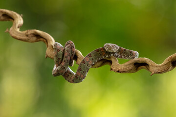 Bothriechis schlegelii, the eyelash viper, is a venomous pit viper species found in Central and...