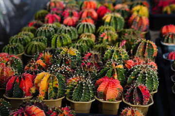 Group of Gymnocalycium variegated cactus collecting in greenhouse.