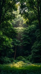 Obraz premium Sunlit Woodland Path Lush Green Forest Nature Background Summer Trees