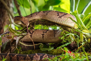 Central american bushmaster - Lachesis stenophrys is a venomous pit viper species endemic to Central America. The specific name, stenophrys, is derived from the Greek words stenos, meaning 