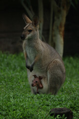 Red Neck Wallaby and joey.