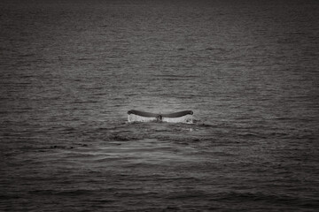 Fototapeta premium black and white whale tail