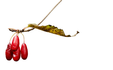 빨간 산수유 열매 가지 png 파일