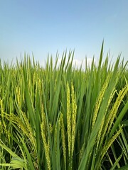 green rice field