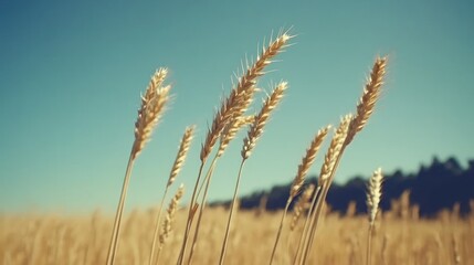 Fototapeta premium A golden wheat field swaying in the wind under a clear blue sky 