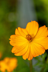 Orange Cosmos daisy flower blooms in a garden