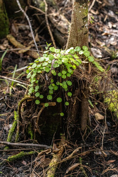 Peperomia bracteate is a semi-succulent, tuberous geophyte