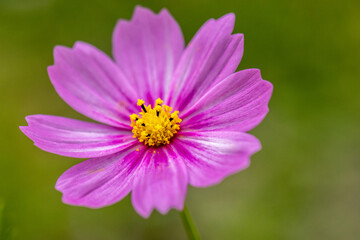Pink Cosmos daisy flower blooms in a garden