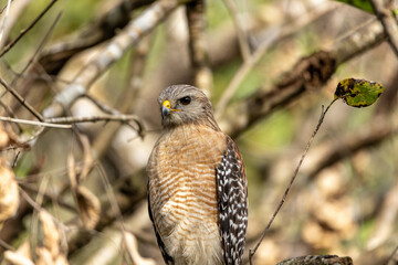 Red Shouldered Hawk Buteo lineatus perched on a tree branch