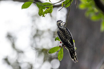Yellow bellied sapsucker Sphyrapicus varius forages for berries and insects