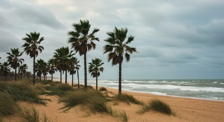 Fototapeta premium Serene coastal beach with palm trees under cloudy sky