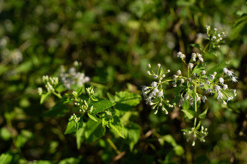 Several insects and diseases have been identified as potential biological control agents for Ageratum conyzoides. However, more research is needed to develop effective and sustainable biological contr