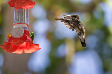 Violet-fronted Hummingbird at Plastic Nectar Feeder