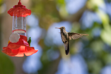 Violet-fronted Hummingbird at Plastic Nectar Feeder