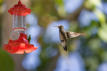 Violet-fronted Hummingbird at Plastic Nectar Feeder
