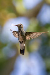 Violet-fronted Hummingbird Hovering Near Feeder