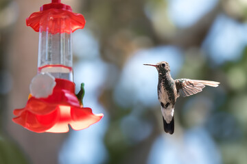 Violet-fronted Hummingbird at Plastic Nectar Feeder