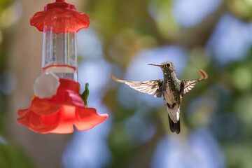 Violet-fronted Hummingbird at Plastic Nectar Feeder