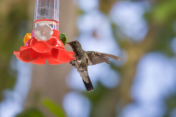Violet-fronted Hummingbird at Plastic Nectar Feeder