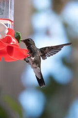 Violet-fronted Hummingbird at Plastic Nectar Feeder