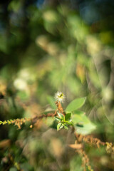 While the Melaleuca tree is considered an invasive species in some regions, it also has several beneficial uses. The oil extracted from its leaves has antimicrobial and antifungal properties and is us