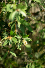 The Melaleuca tree was introduced to Florida in the late 19th century.   
The Melaleuca tree is an invasive species in Florida.   
