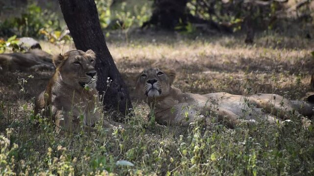 Pride of lions resting in a grassland. They are relaxing during day time 