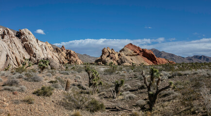 Cactus Landscape in Nevada