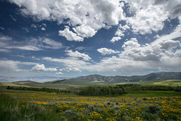 Spring Wildflowers in Idaho
