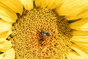 Bee on Sunflower