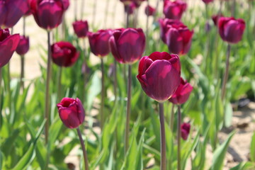 Purple tulips in garden in sunlight