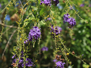 Duranta erecta, flowering shrub photographed in Thailand.
