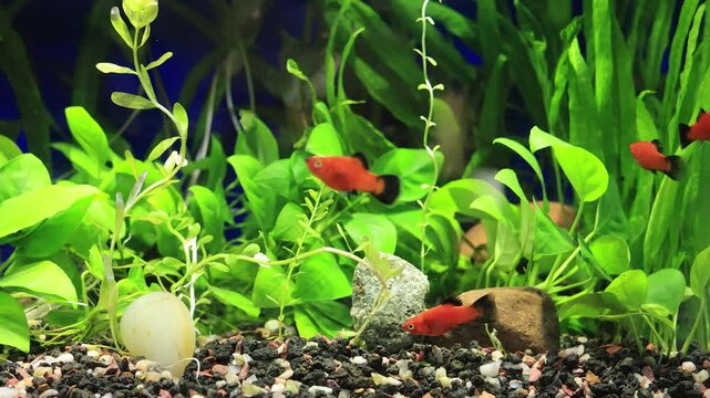 Docile red wag platy school feeding and swimming in a densely decorate with live plants tropical community aquarium, focus on a fish near rocks at the bottom.