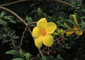 Yellow allamanda photographed in Thailand.