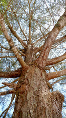 Perspective view from below the towering eru or sea pine tree, showing its sturdy trunk and sprawling branches
