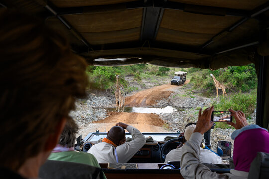 View from safari vehicle on a game drive, with guide and guests, of mother and baby giraffes standing in a stream on the road in the Maasai Mara National Reserve, African wildlife adventure safari in 