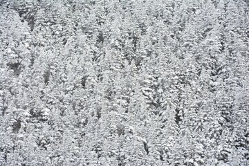 降雪後の針葉樹の森