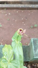 Obraz premium Beautiful Pink Zinnia Flower in Bloom – Macro Photography. Close-Up of a Fresh Pink Zinnia Flower with Petal Details. Elegant Pink Zinnia Flower Isolated in Nature. Bright Pink Zinnia Blossom