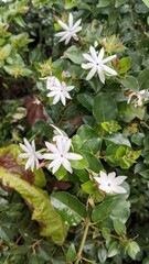 white small Jasmine flowers in nature background. Macro Photography nature concepts with jasmine flower. The Jasmine Plant: A Genus of Shrubs and Vines in the Olive Family Exploring Jasmine Native