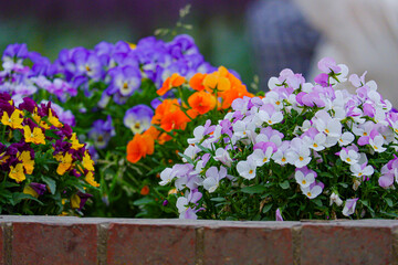 色とりどりのパンジーが咲き誇る美しい花壇