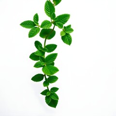 Fototapeta premium Fresh and natural theme with mint leaves as a symbol of purity, refreshment and health.