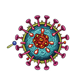 Create a scientifically accurate vector illustration depicting HIV's infection process, showing viral entry, reverse transcription, integration, and replication within a T cell.