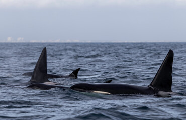 killer whales © FPLV
