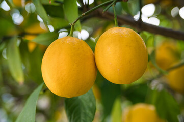 庭のレモンの実
