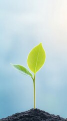 Emerging Green Leaf in Frosty Soil Illuminated by Soft Winter Sunlight