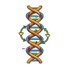 Design a detailed vector illustration of DNA replication, showing helicase, polymerase, primase, leading and lagging strands, Okazaki fragments.  Include clear labels.