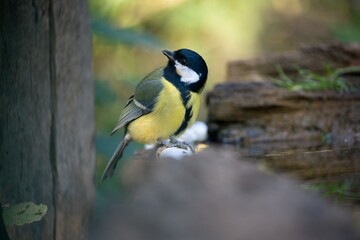 Close up Great tit, Parus major is sitting at the forest waterhole . 