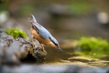 Beautiful portrait of a eurasian nuthatch. Autumn scene with a songbird. Sitta europaea. Wildlife scene from autumn forest. 