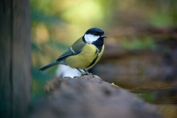 Close up Great tit, Parus major is sitting at the forest waterhole . 